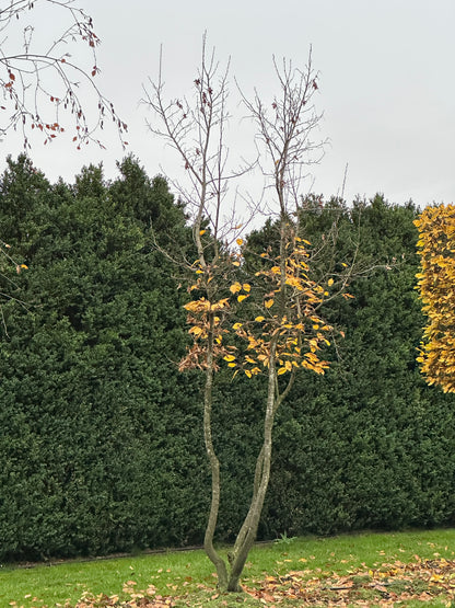 CB TREE #015