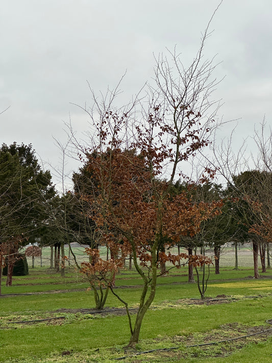 CB TREE #026
