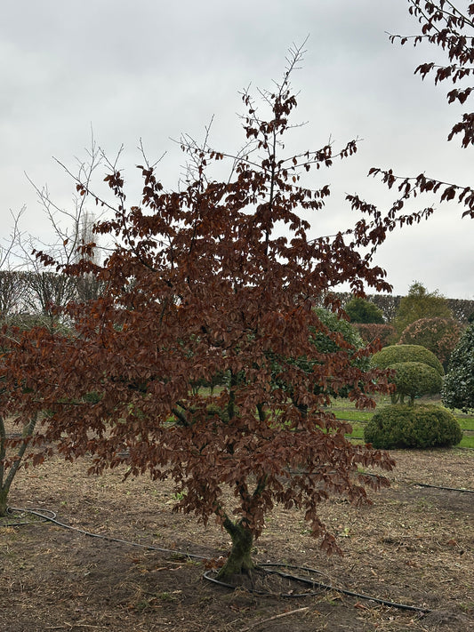 CB TREE #002