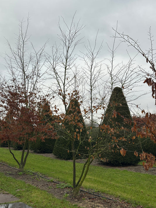 CB TREE #042