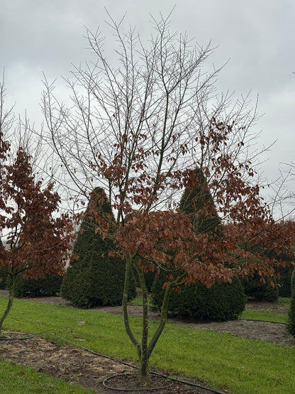 CB TREE #044
