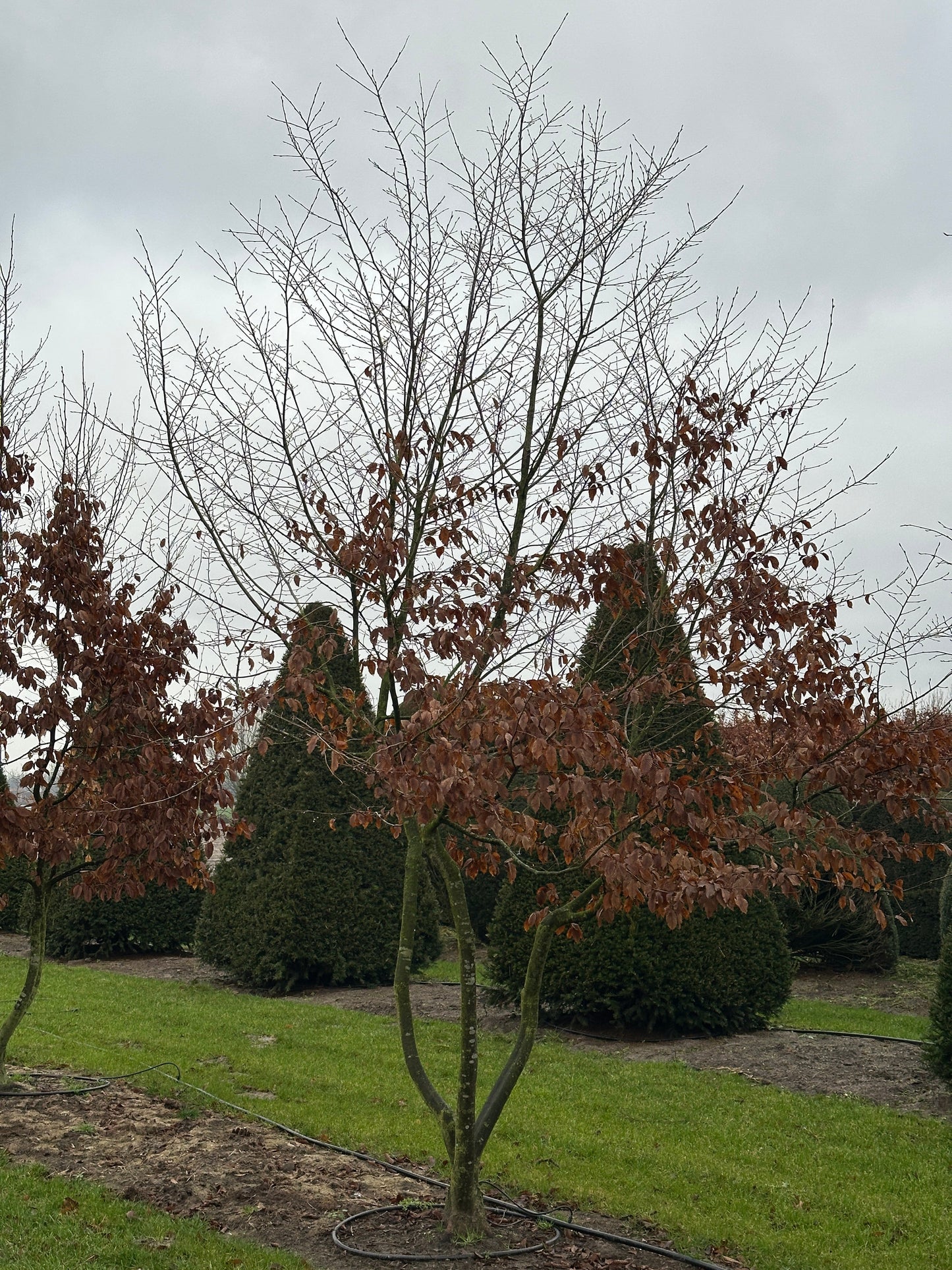 CB TREE #045