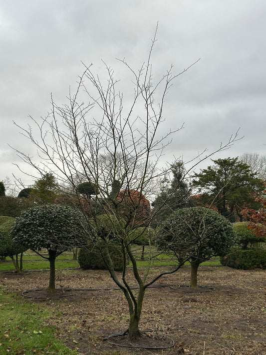 CB TREE #009