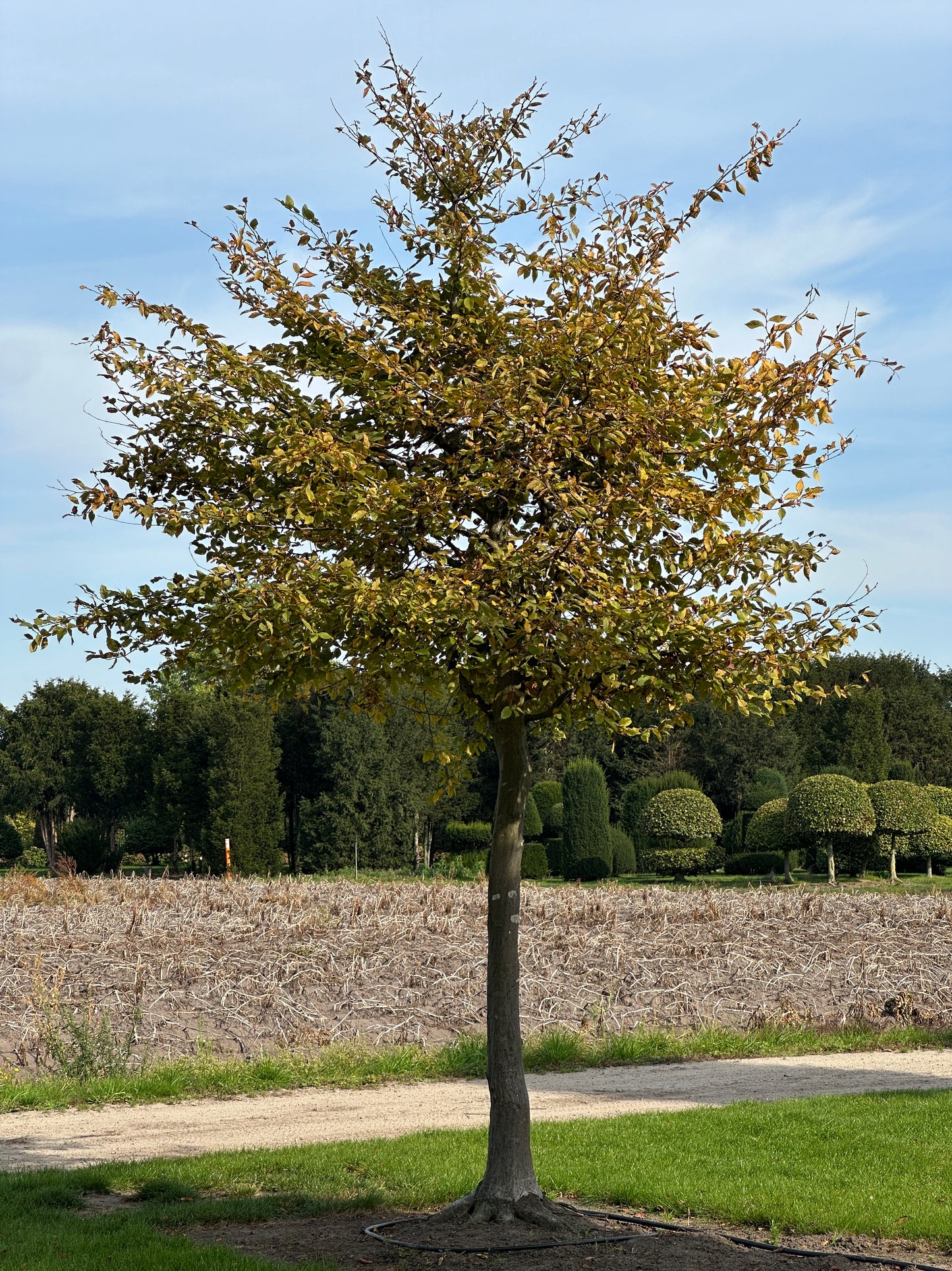 CB TREE #033