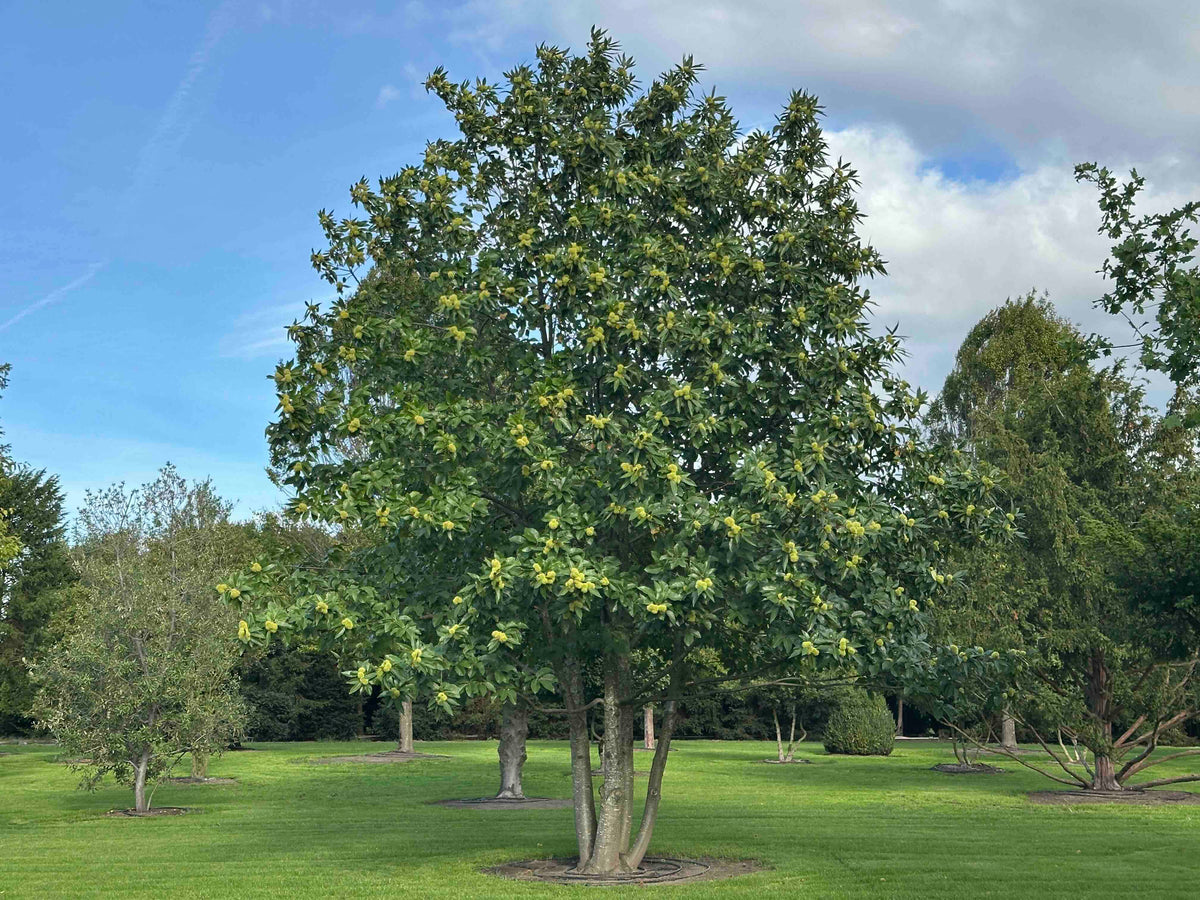 CS TREE #001