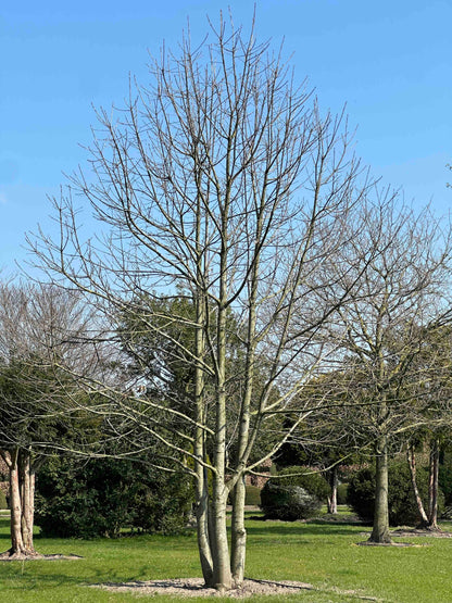 CS TREE #001