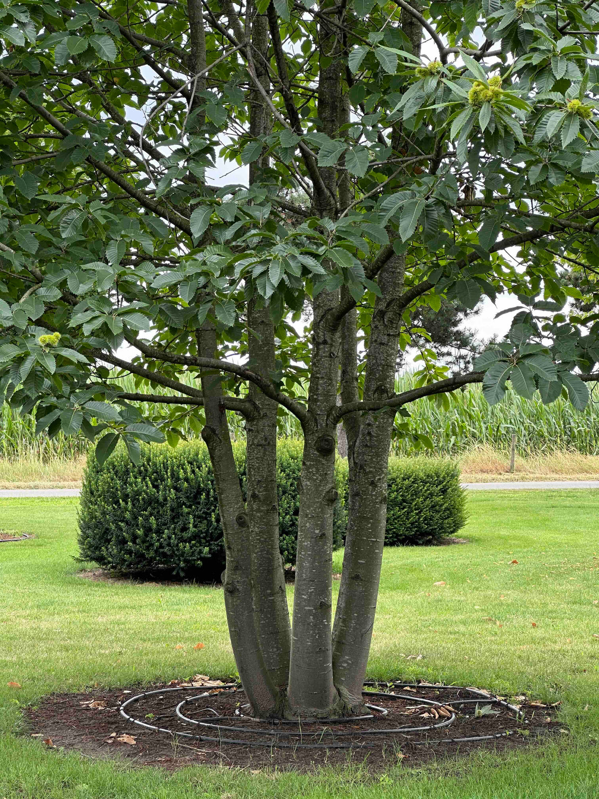 CS TREE #001