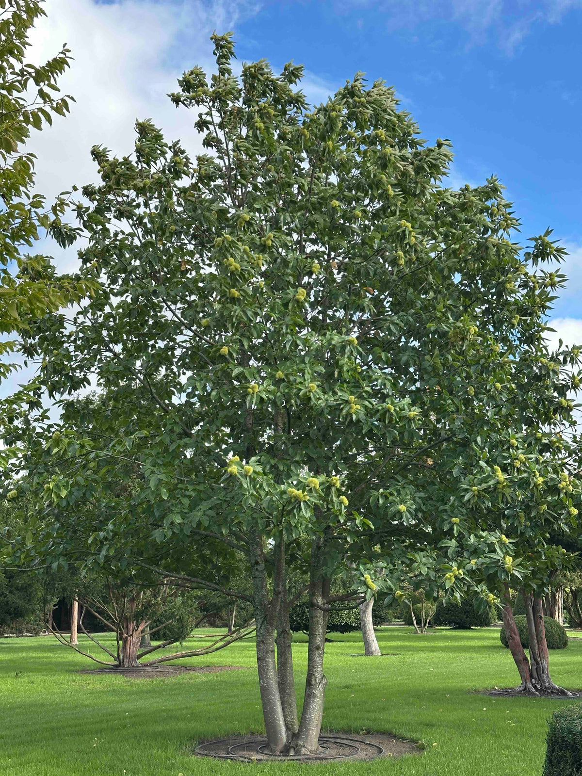 CS TREE #001