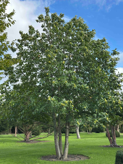 CS TREE #001