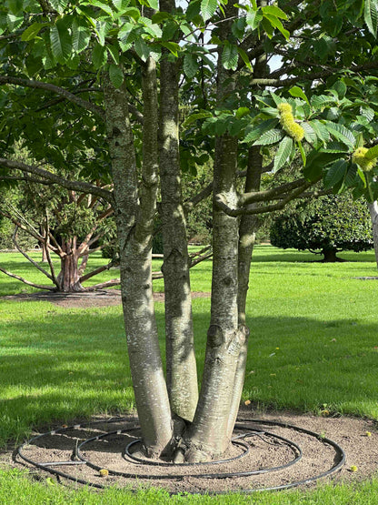 CS TREE #001