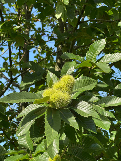 CS TREE #001