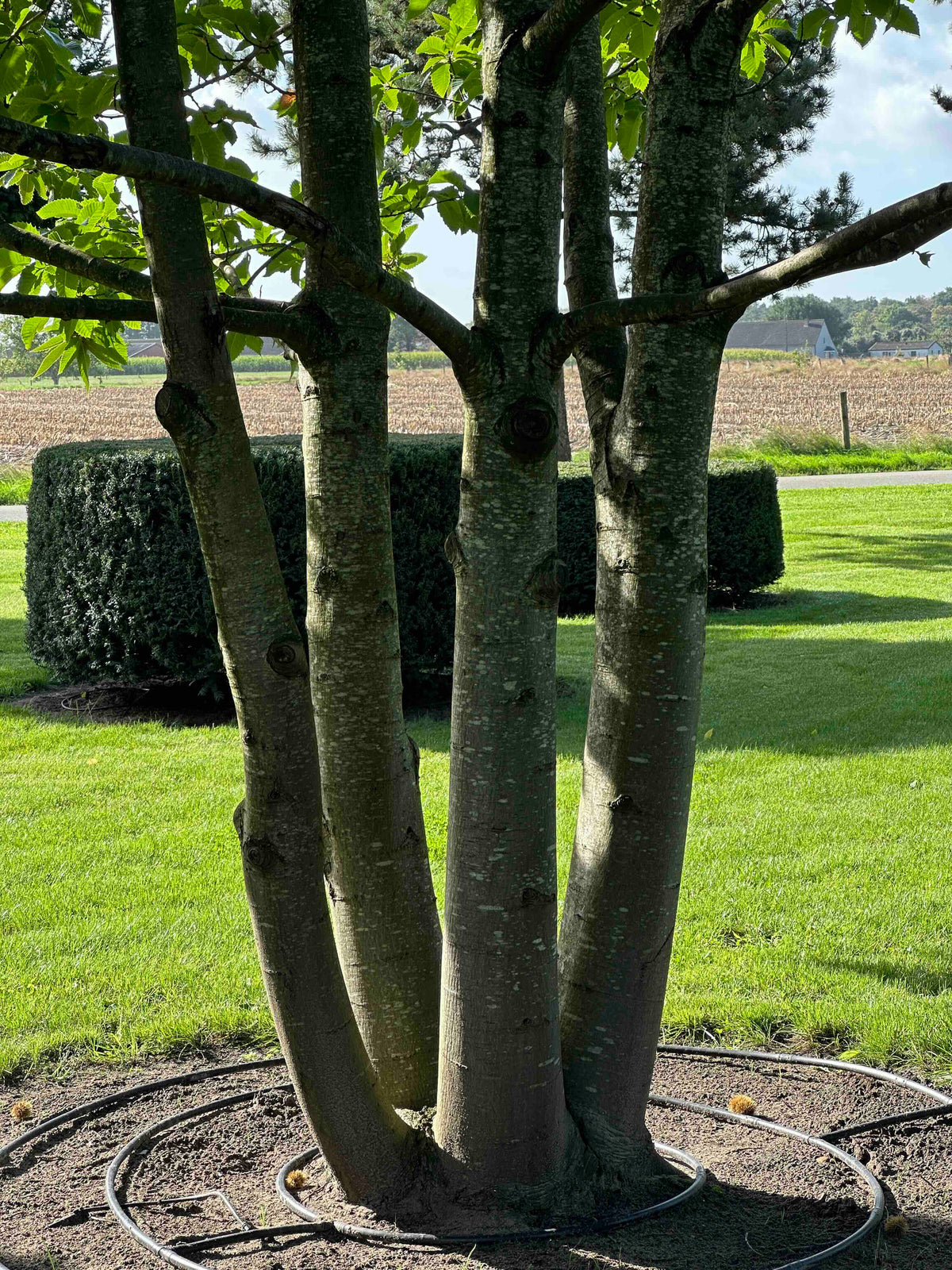 CS TREE #001