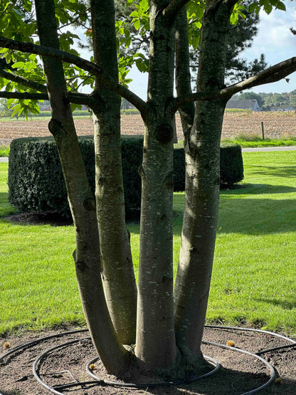 CS TREE #001