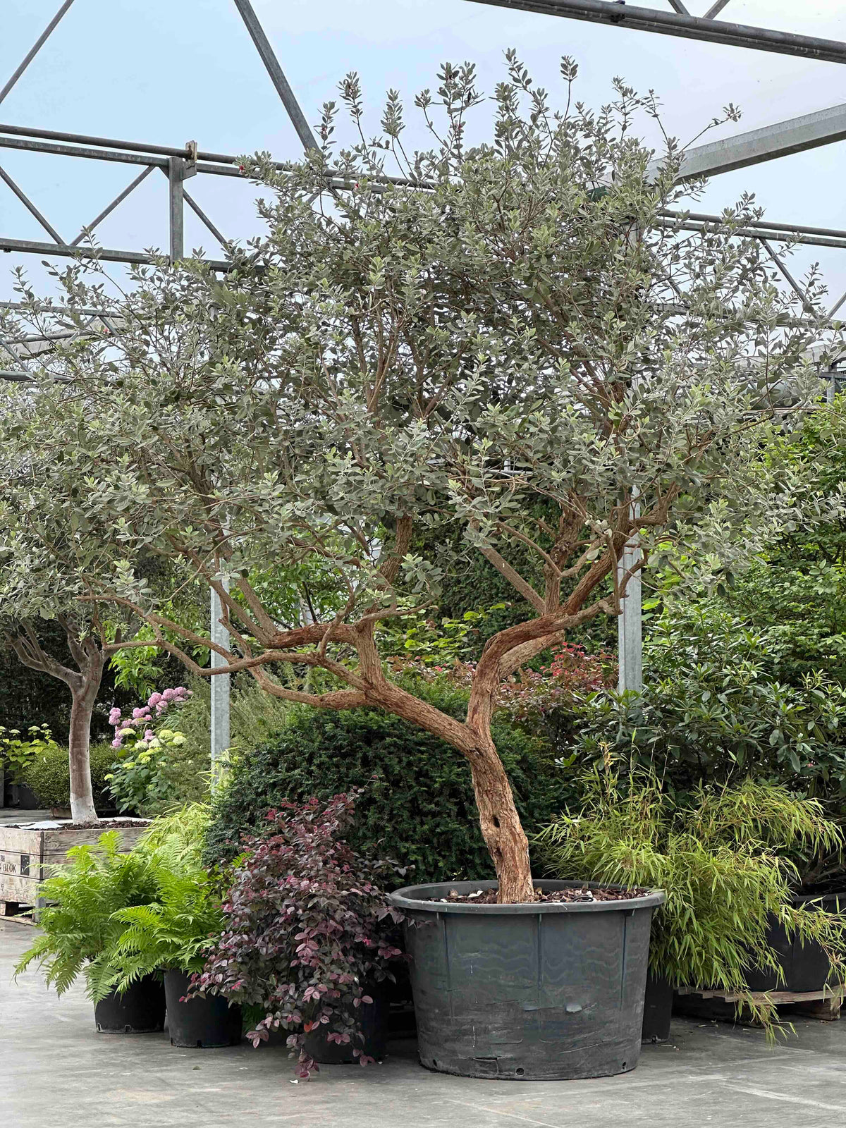 FESE TREE #001