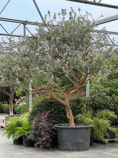 FESE TREE #001