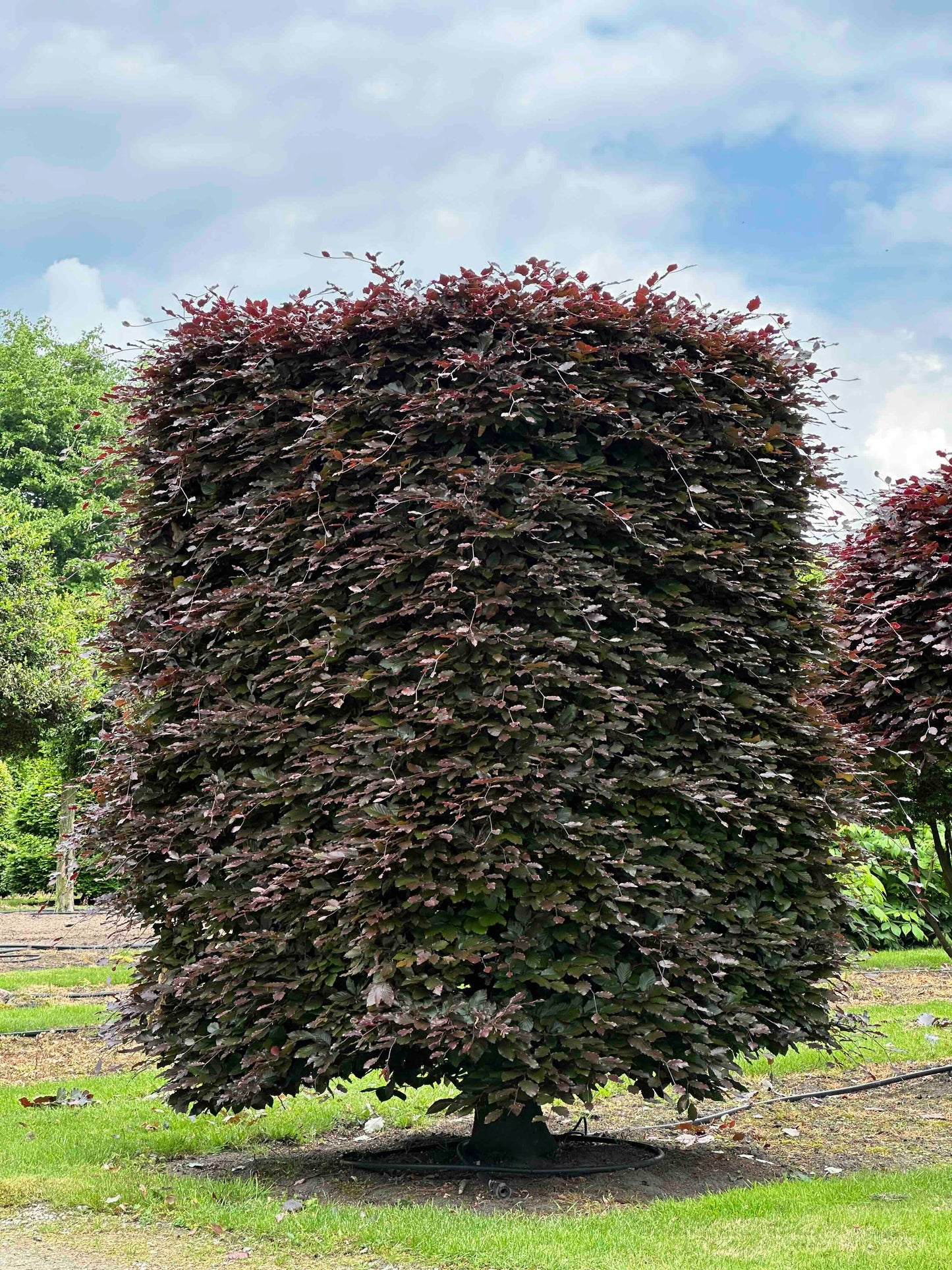 FSA TOPIARY #001