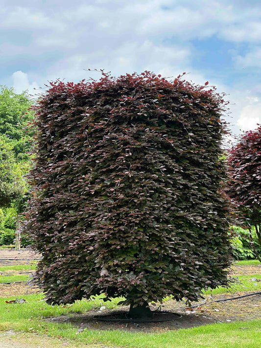 FSA TOPIARY #001