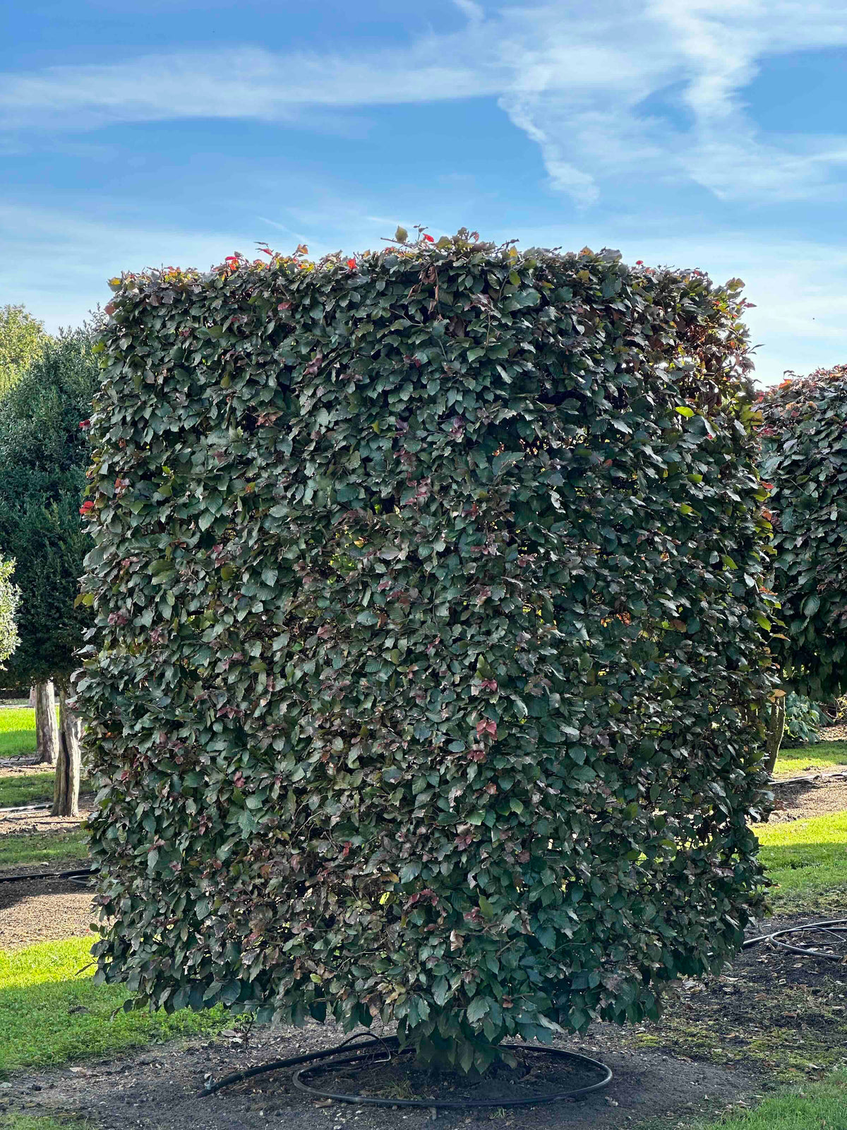 FSA TOPIARY #001