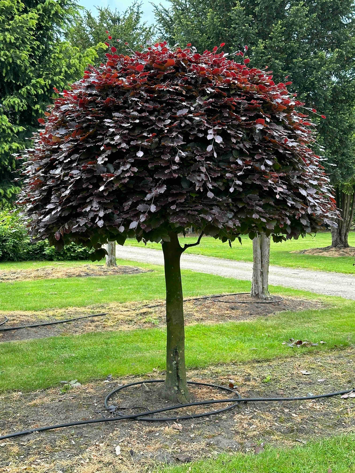 FSA TOPIARY #002