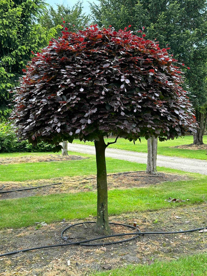 FSA TOPIARY #002