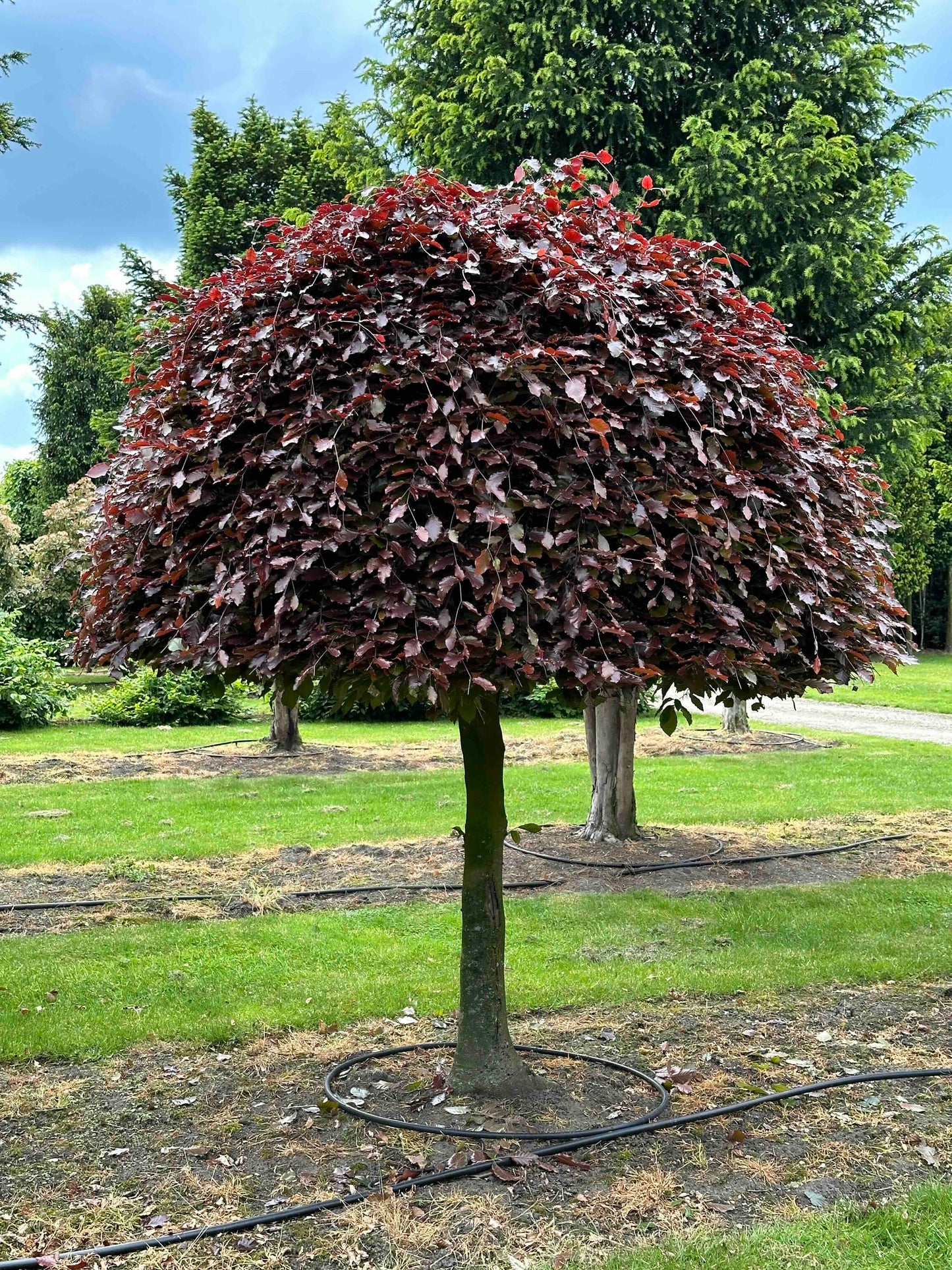 FSA TOPIARY #003