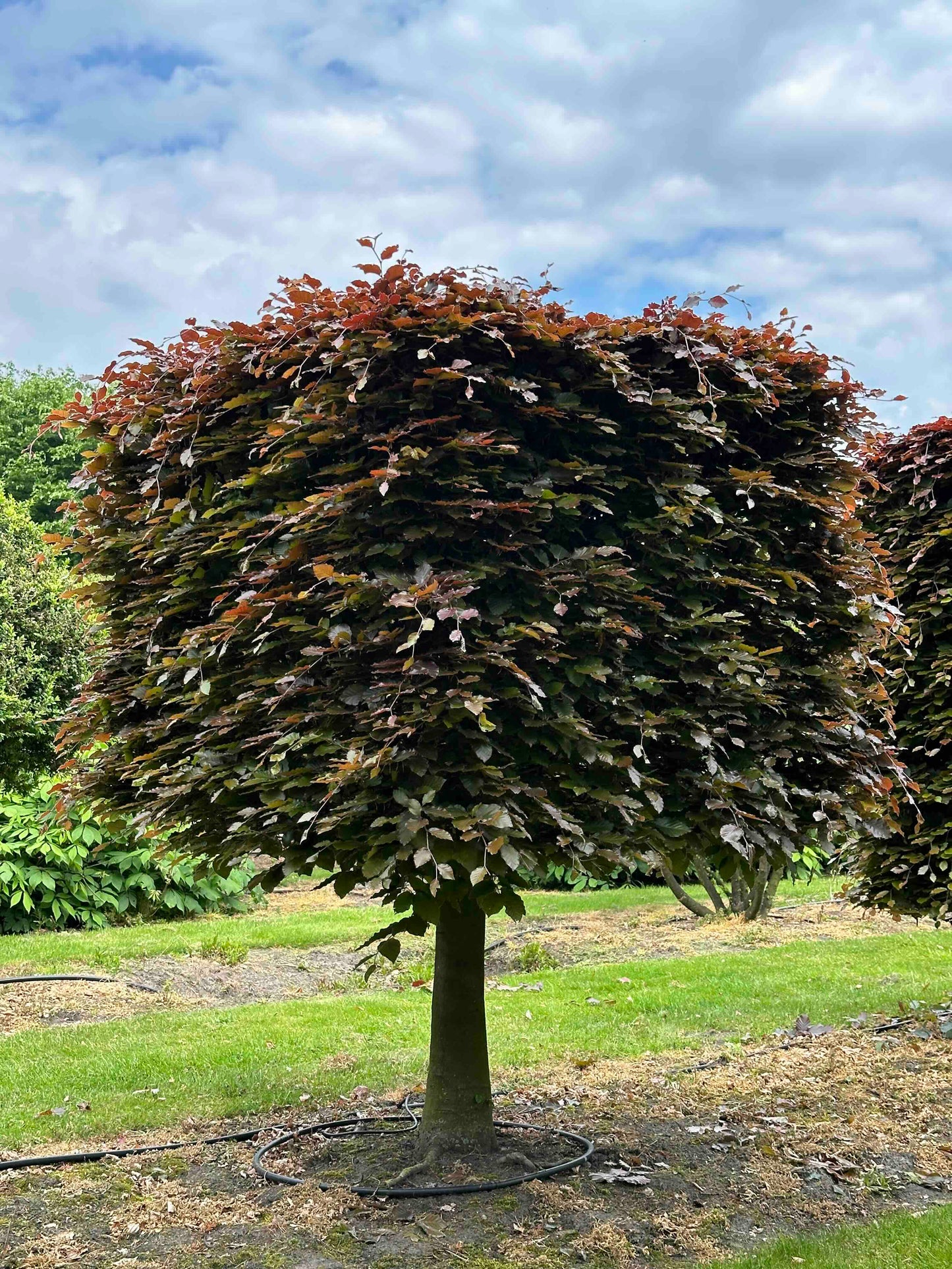 FSA TOPIARY #005
