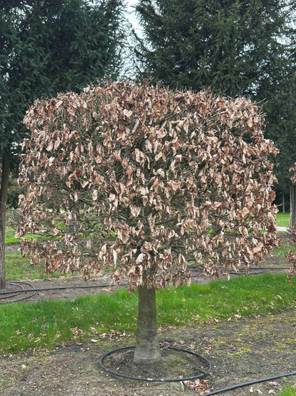 FSA TOPIARY #005