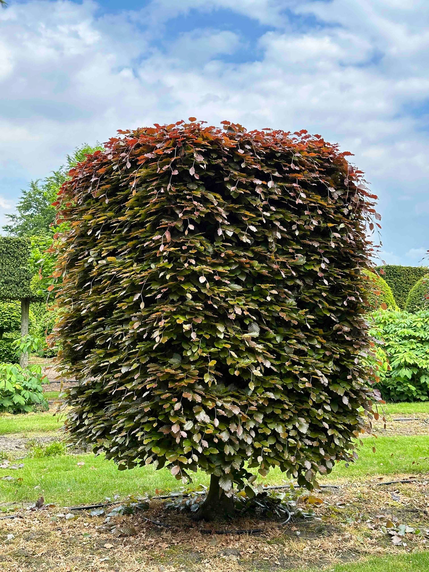 FSA TOPIARY #006