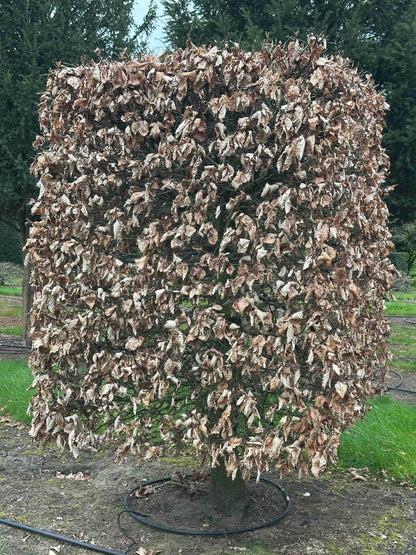 FSA TOPIARY #006