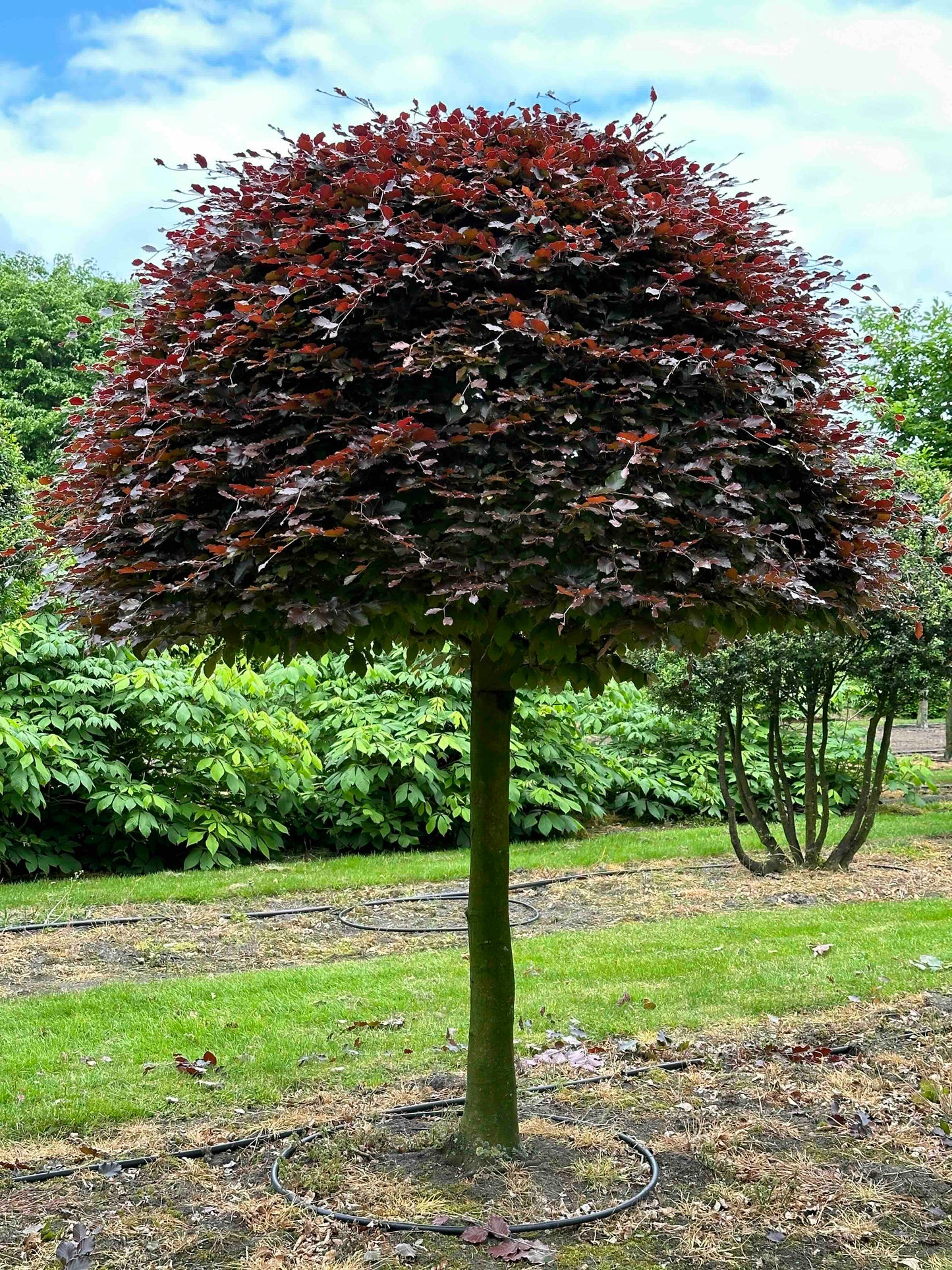 FSA TOPIARY #007