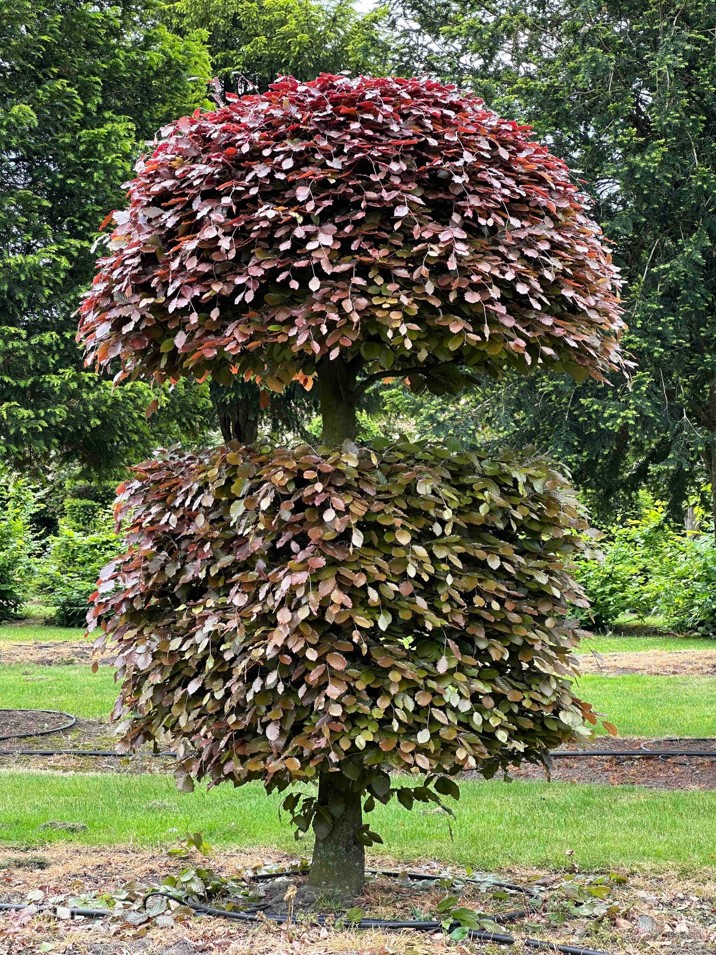 FSA TOPIARY #008