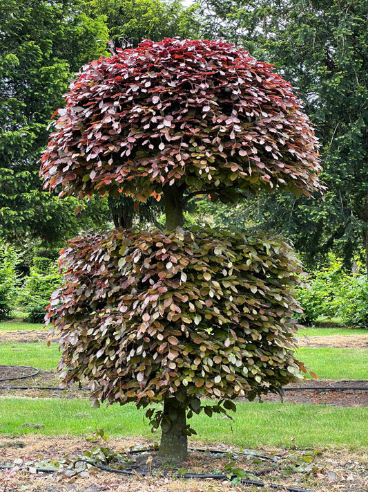 FSA TOPIARY #008