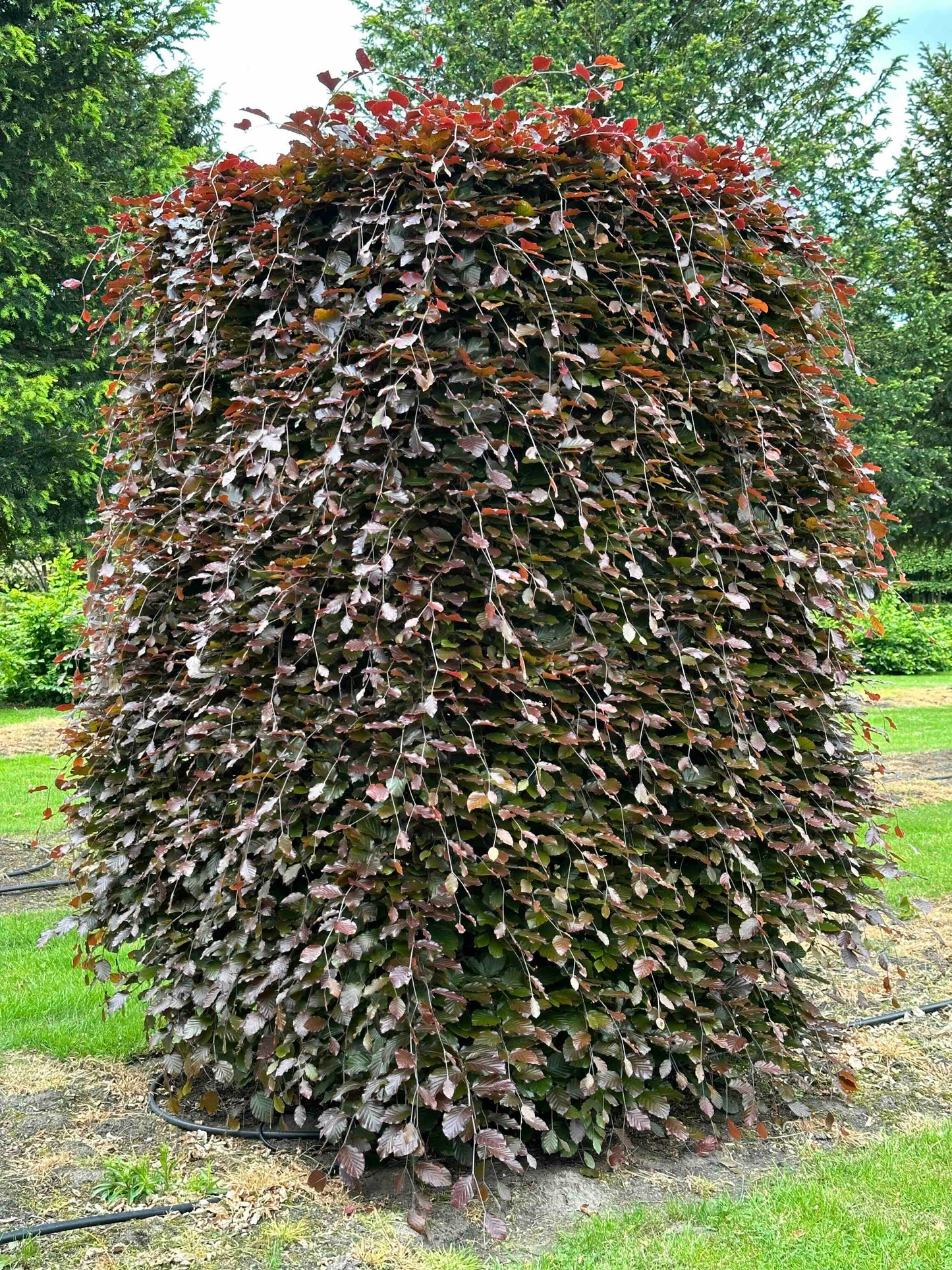 FSA TOPIARY #009
