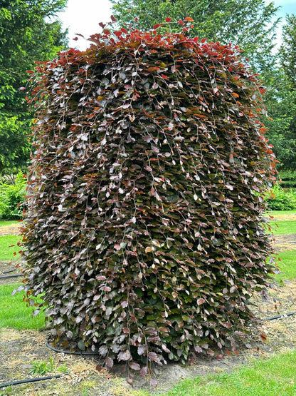 FSA TOPIARY #009