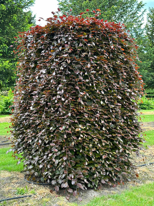 FSA TOPIARY #009