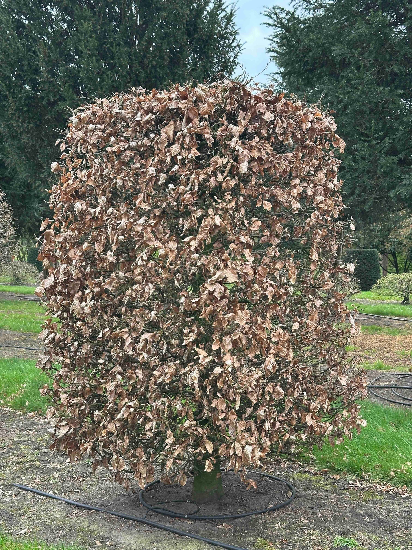 FSA TOPIARY #009