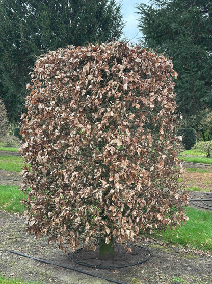 FSA TOPIARY #009