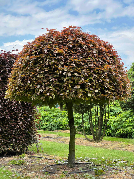 FSA TOPIARY #010