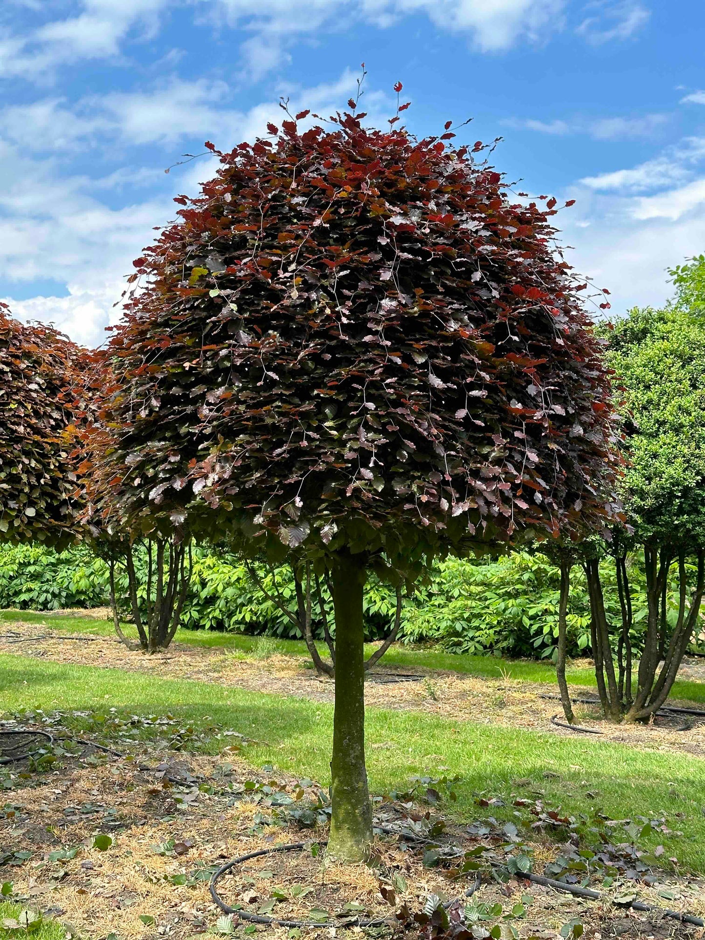 FSA TOPIARY #011