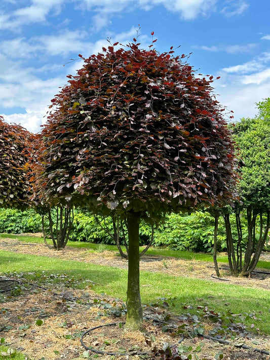 FSA TOPIARY #011