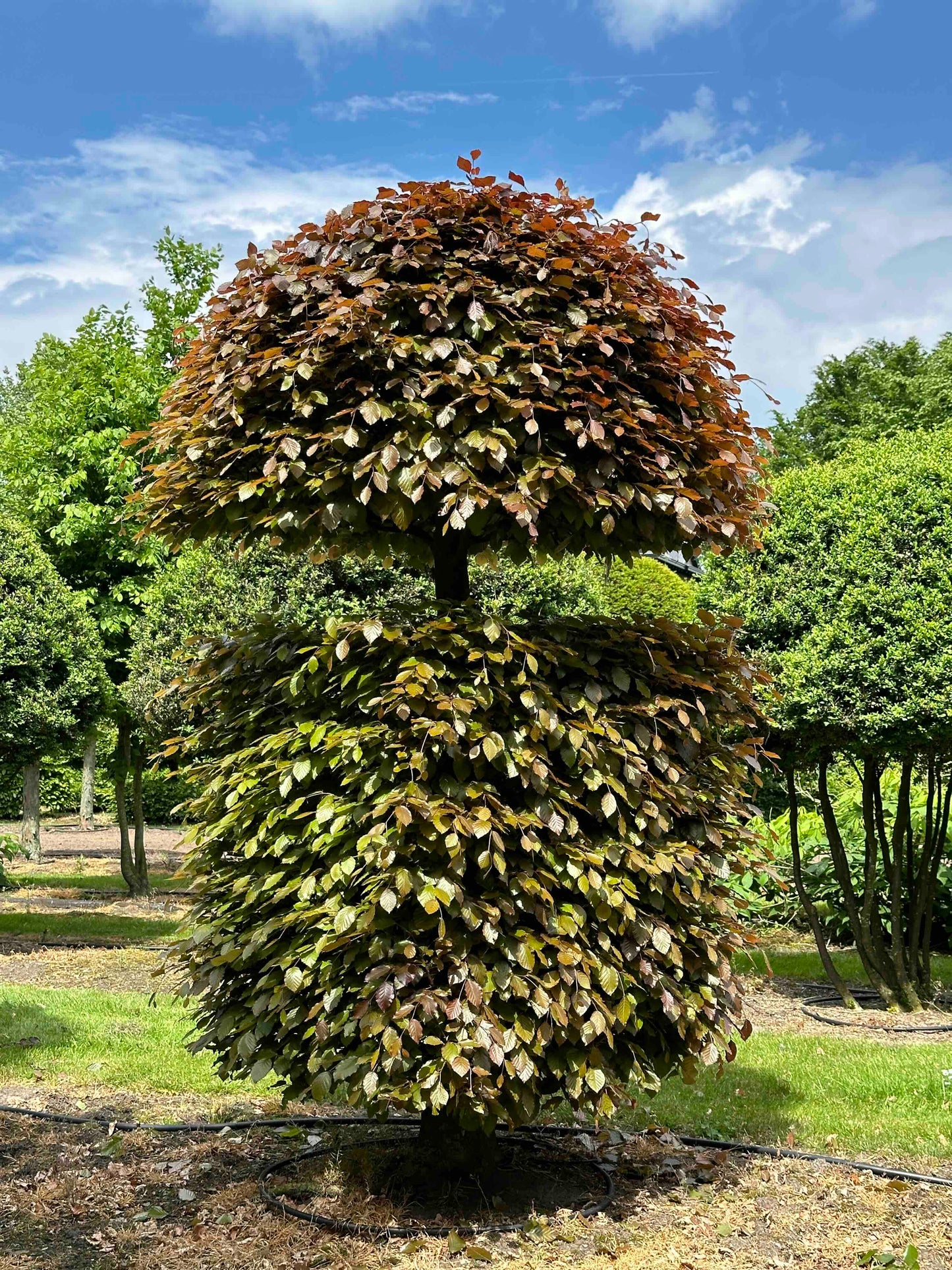 FSA TOPIARY #012