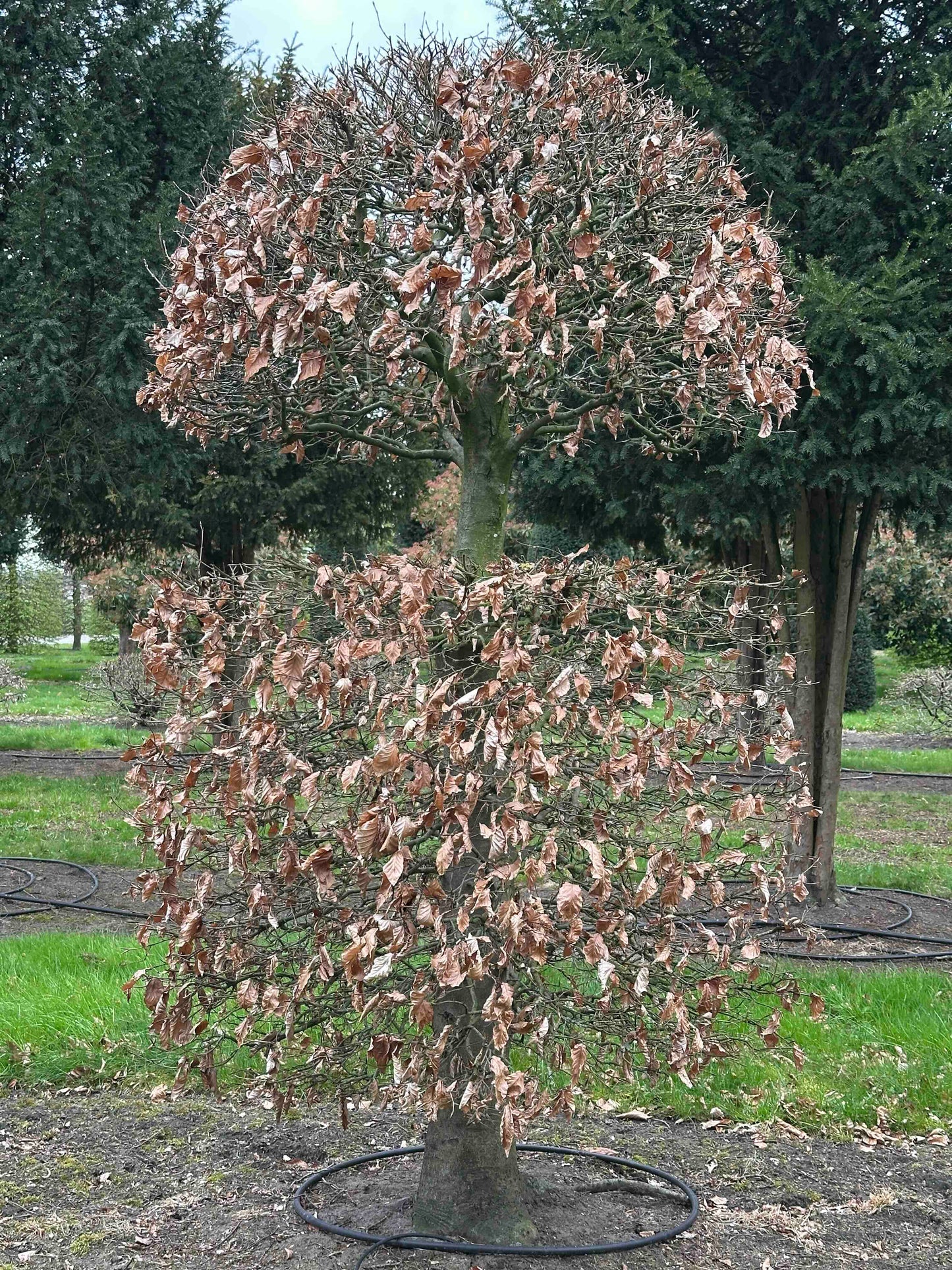 FSA TOPIARY #012