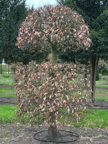 FSA TOPIARY #012