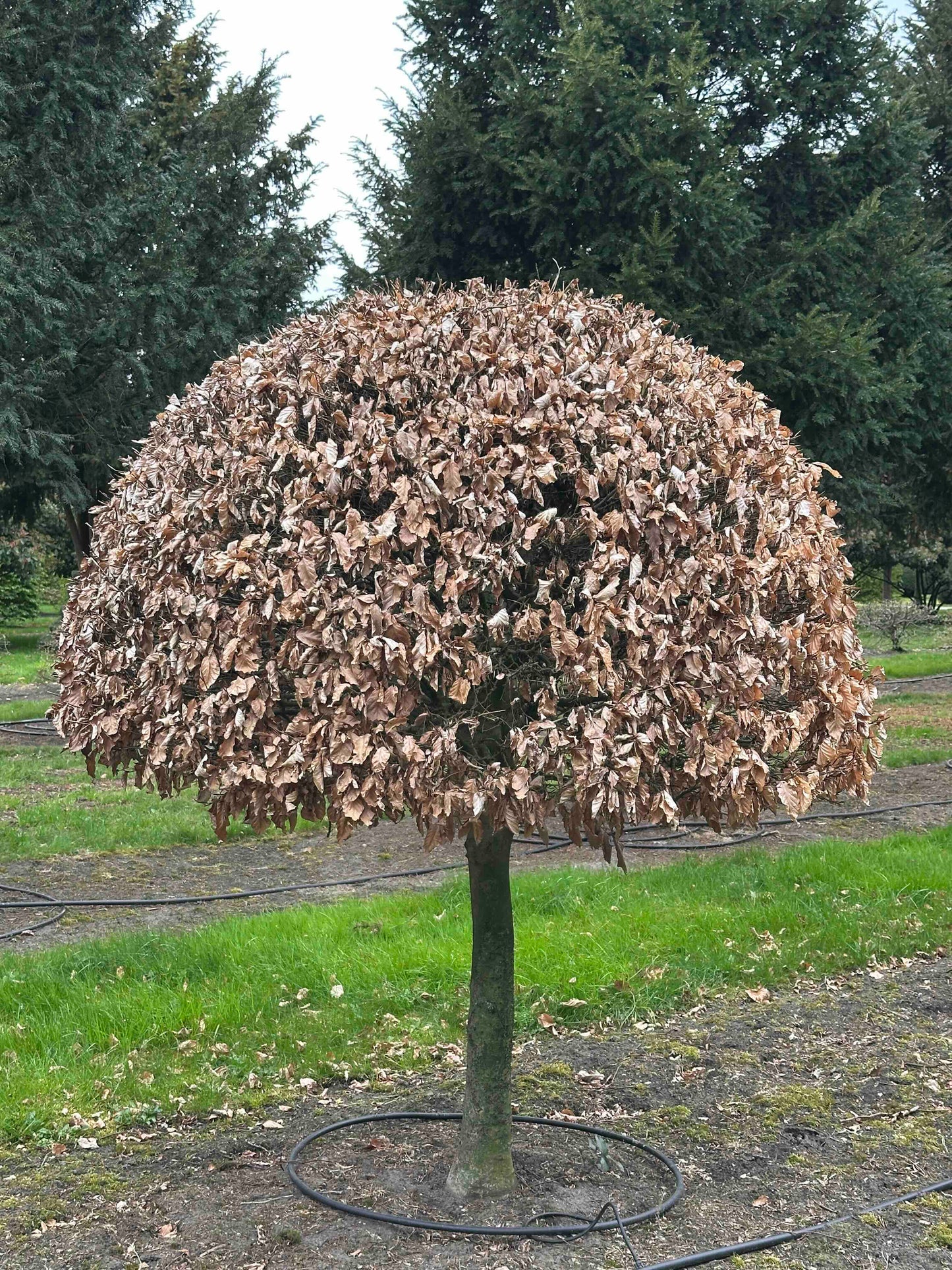 FSA TOPIARY #013