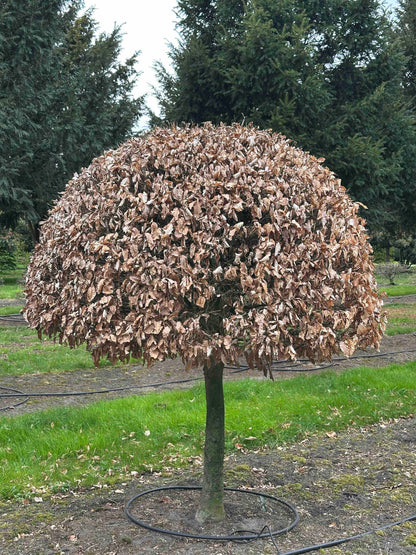 FSA TOPIARY #013