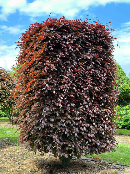 FSA TOPIARY #014