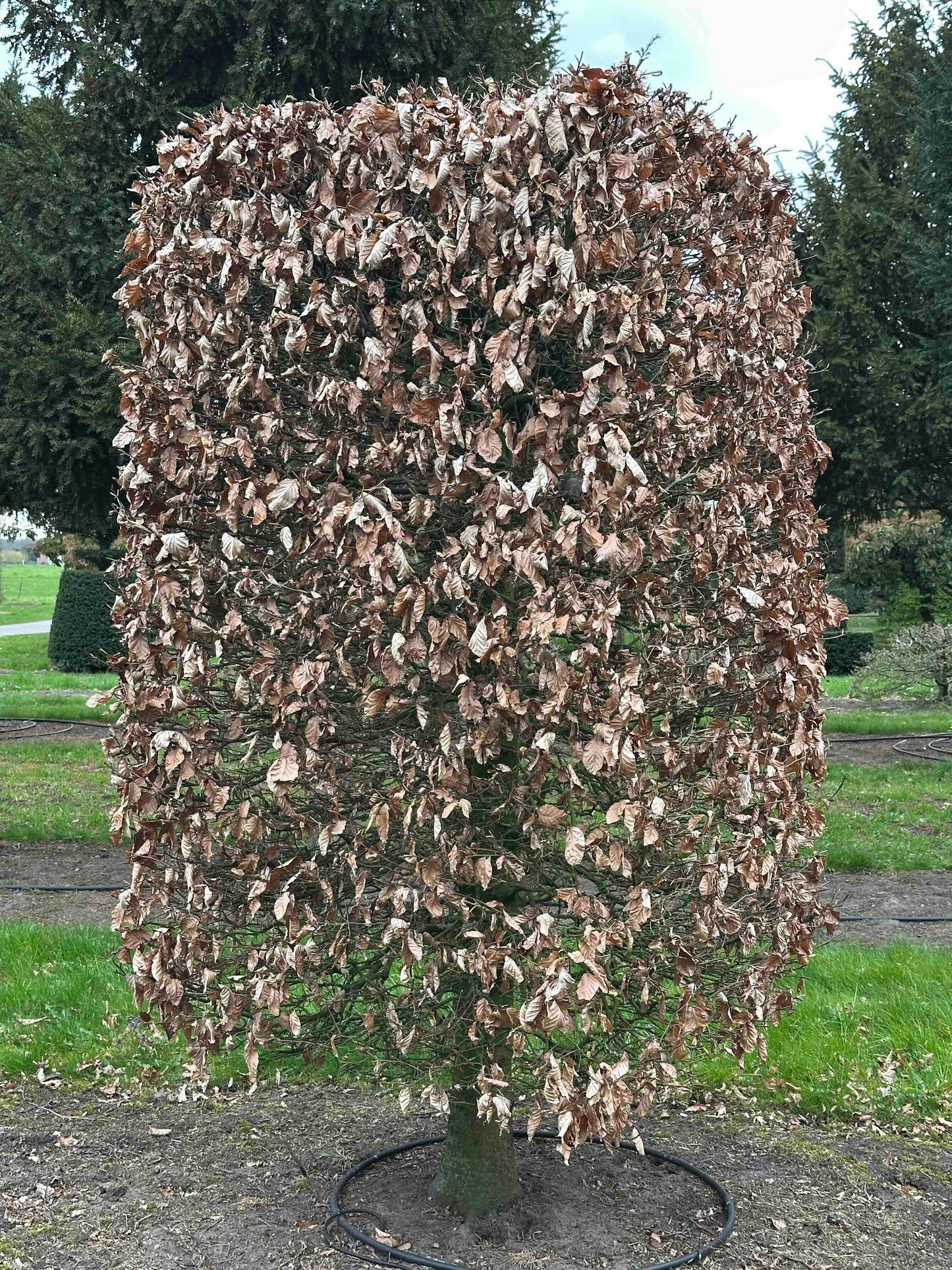 FSA TOPIARY #014