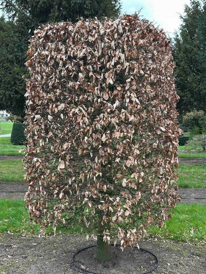FSA TOPIARY #014