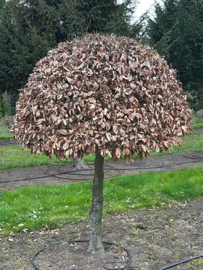 FSA TOPIARY #015