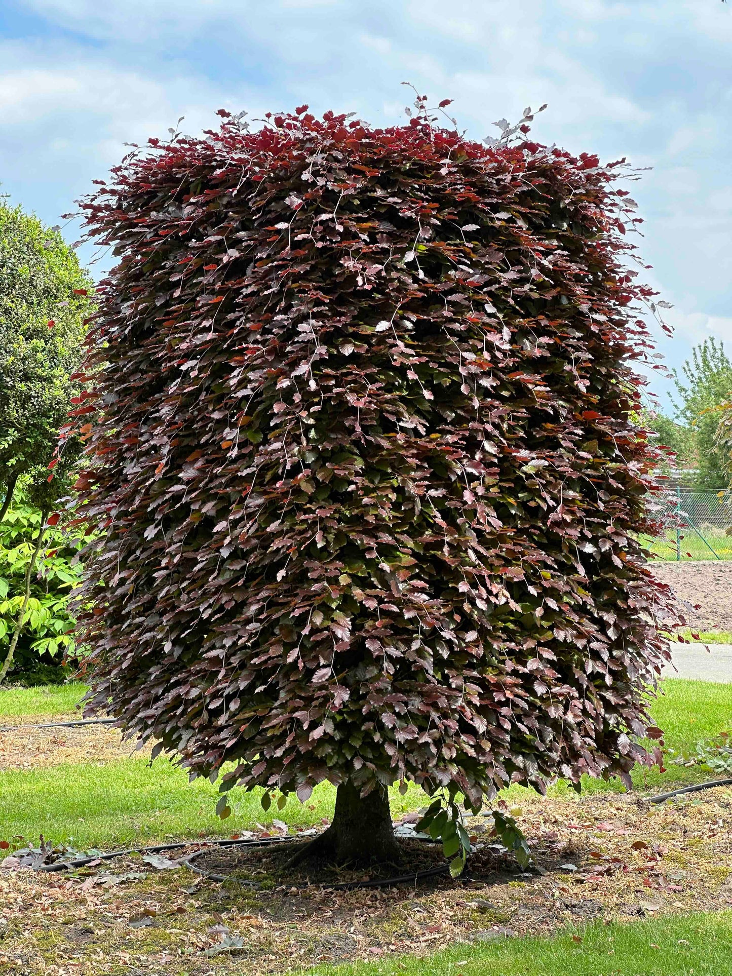 FSA TOPIARY #016